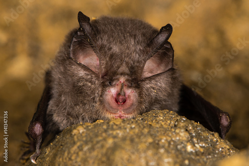 Lesser horseshoe bat (Rhinolophus hipposideros) detail of face. Specialized anatomical features involved in echolocation seen on rare bat in the family Rhinolophidae