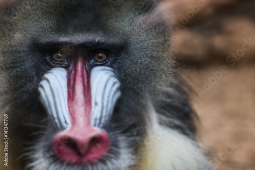 Mandrill baboon © Fleur Davies
