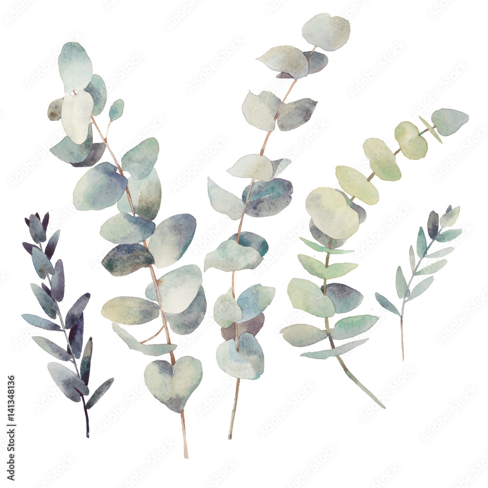 Watercolor eucalyptus branches with round leaves set. Hand painted ...