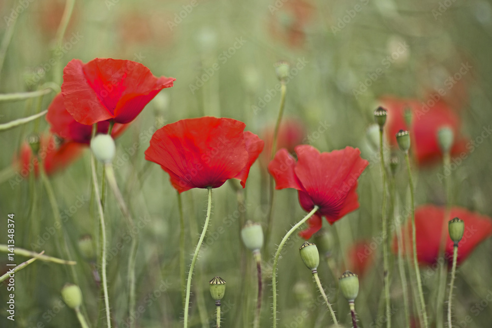 Obraz premium red poppies