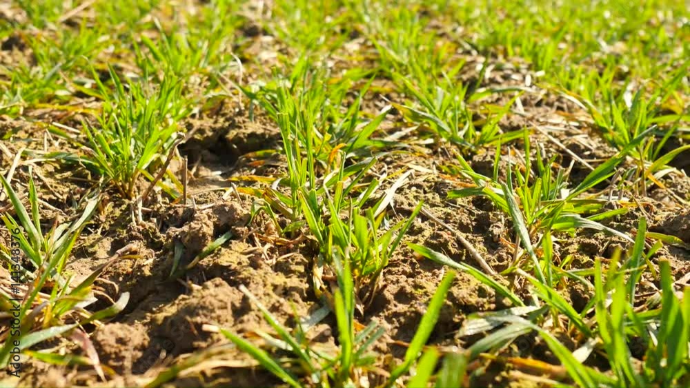 Spring wheat field, small young plants moving in the wind Spring wheat field, small young plants moving in the wind