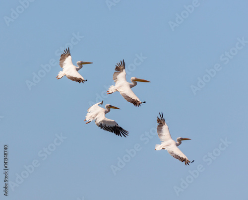 A white pelican is flying above the lakes of the Maagan Mikhael pools. Israel