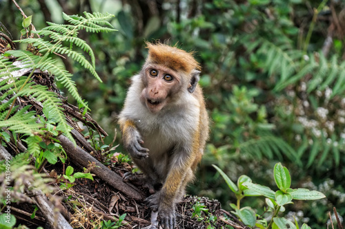 Sri-Lankan toque macaque