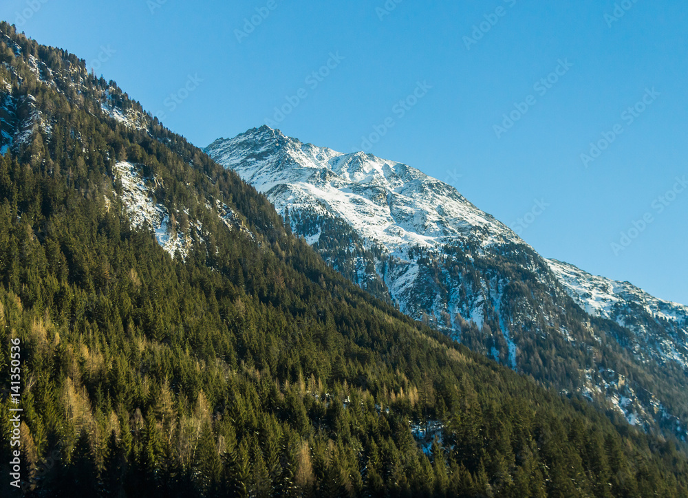 Evergreen trees on the snowy Alps in winter