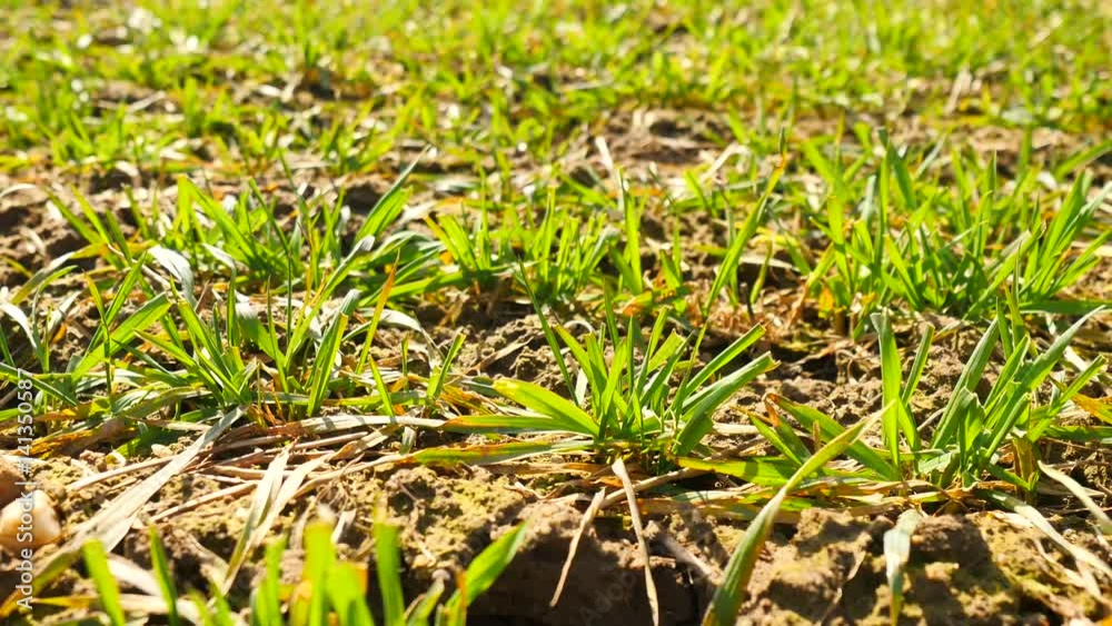 Spring wheat field, small young plants moving in the wind. Moved wheat leaves by irregular breeze, beginning of spring in agriculture. Camera moving close up to ground Spring wheat field, small young plants moving in the wind. Moved wheat leaves by irregular breeze, beginning of spring in agriculture. Camera moving close up to ground