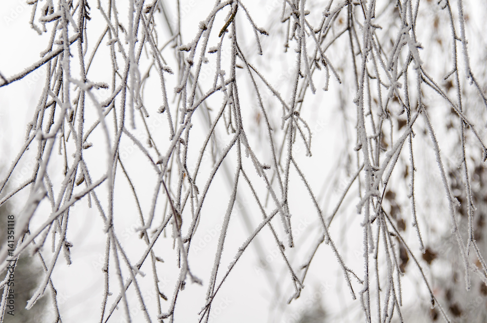 Snow on branches on cloudy winter day Snow on branches on cloudy winter day