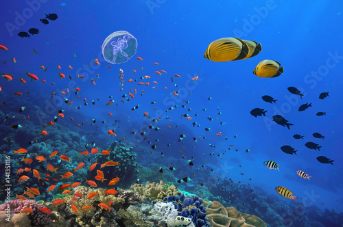 Fototapeta Naklejka Na Ścianę i Meble -  Photo of a tropical Fish on a coral reef