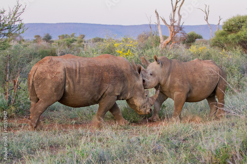 White Rhinoceros aka Square-lipped Rhinoceros © Charles
