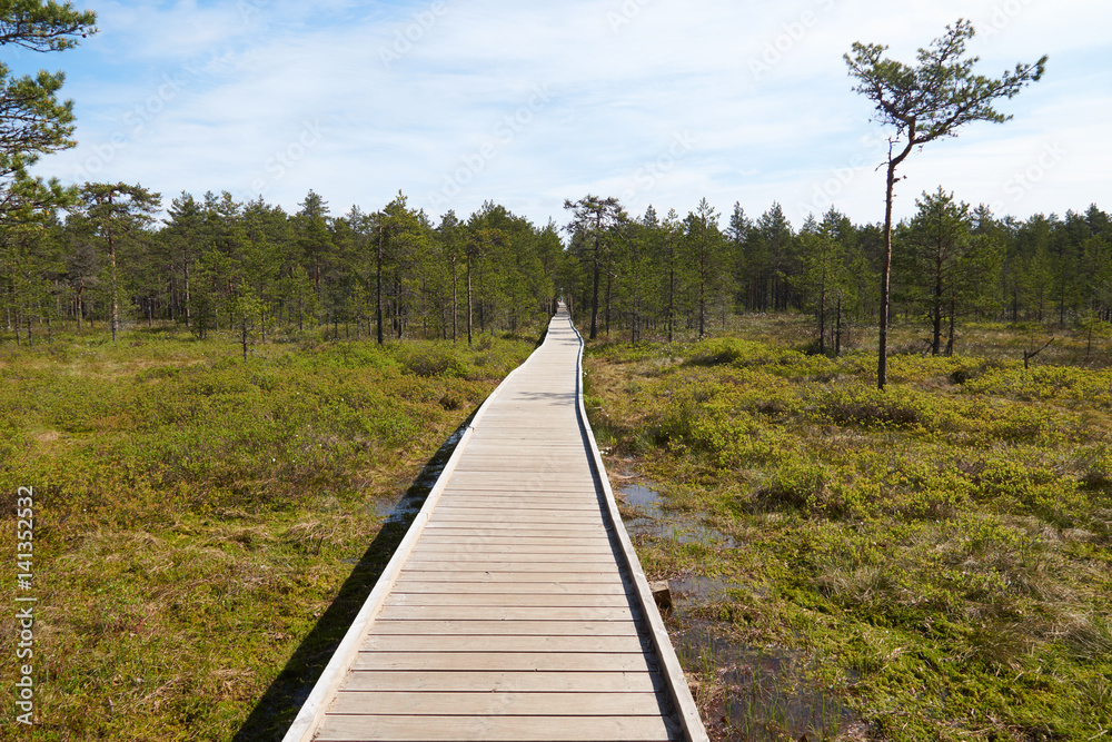 Wide wooden walkway on Viru Raba bog in Estonia going to the a small coniferous forest of pines