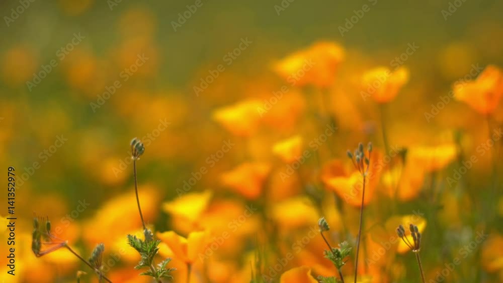 California Poppy Focus In Out 06 Wild Flowers Super Bloom Lake Elsinore California Poppy Focus In Out 06 Wild Flowers Super Bloom Lake Elsinore