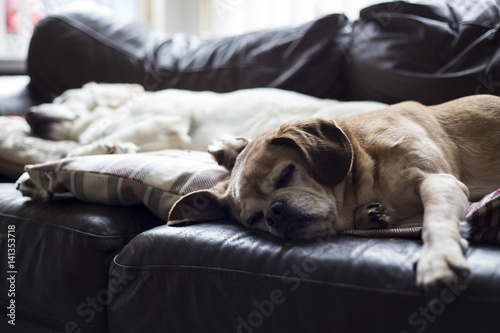 dogs sleeping on sofa