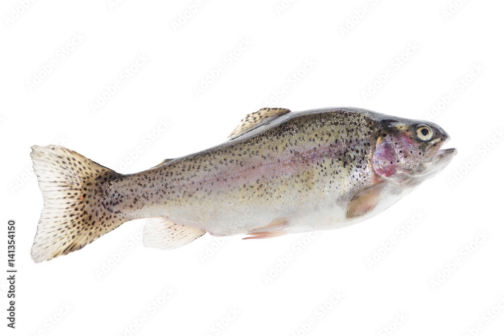 fresh, Trout fishing, river trout Raimbox breed curtout fresh, Trout fishing, river trout Raimbox breed curtout