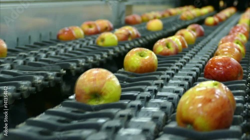 Apples sorted by the machine fall down on conveyor in a fruit packing warehouse