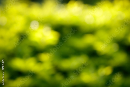 Green bush have sunlight abstract bokeh, for graphic background.