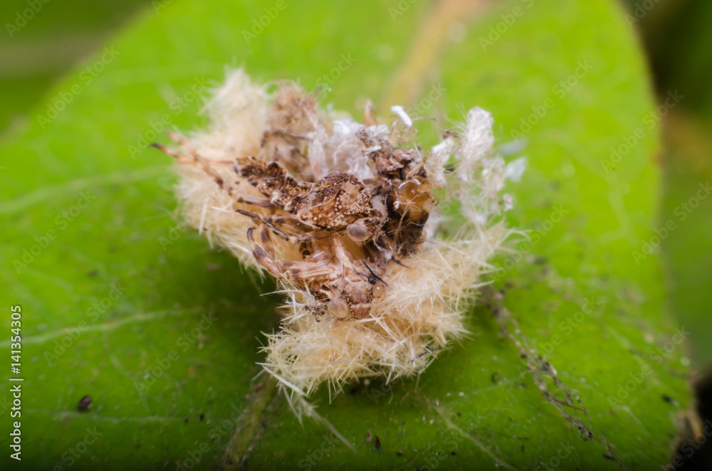 macro macro