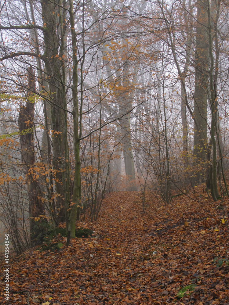 Fototapeta premium Autumnal misty october dawn series 