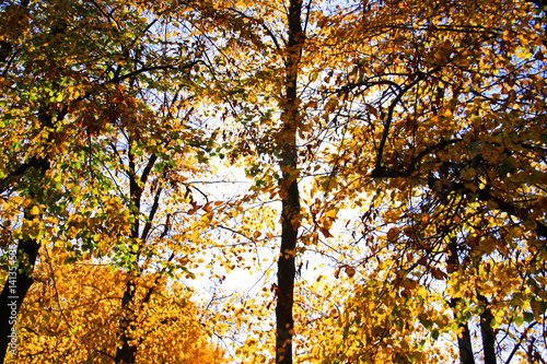 Blick in den Himmel durch Herbstbäume