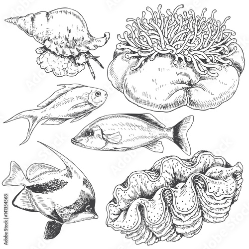 Reef Animals Set