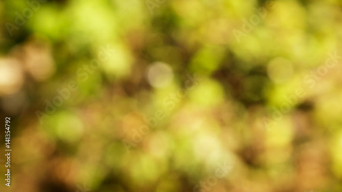 Green bush have sunlight abstract bokeh, for graphic background.