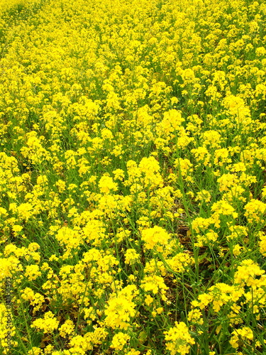 野原の菜の花