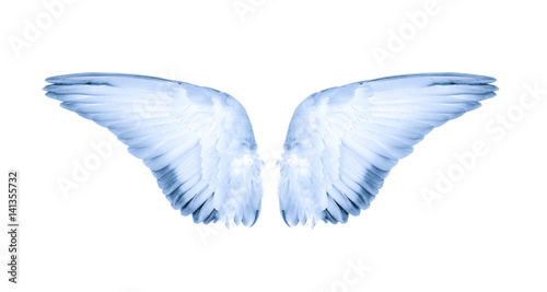 wings of bird on white background
