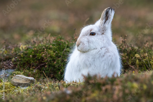 Close up of Mountain Hare (Lepus timidus) photo