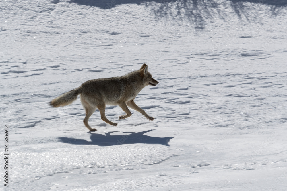 Coyote Coyote