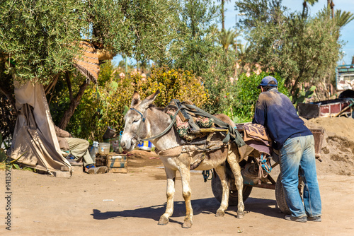 Donkey with a worker on a street of Marrakesh, Morocco