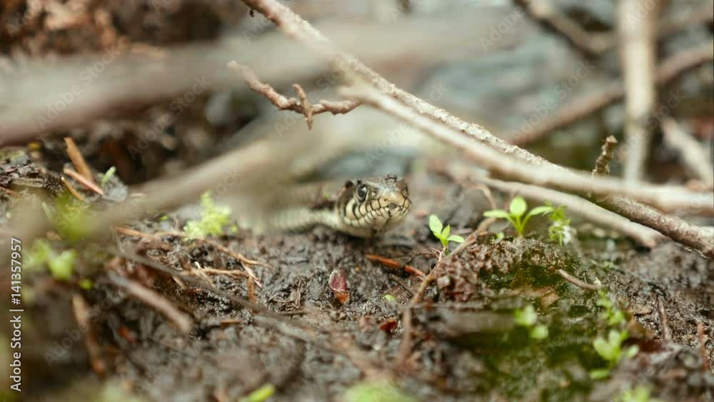 Grass snake. Close up shot. Clean and bright daytime Grass snake. Close up shot. Clean and bright daytime