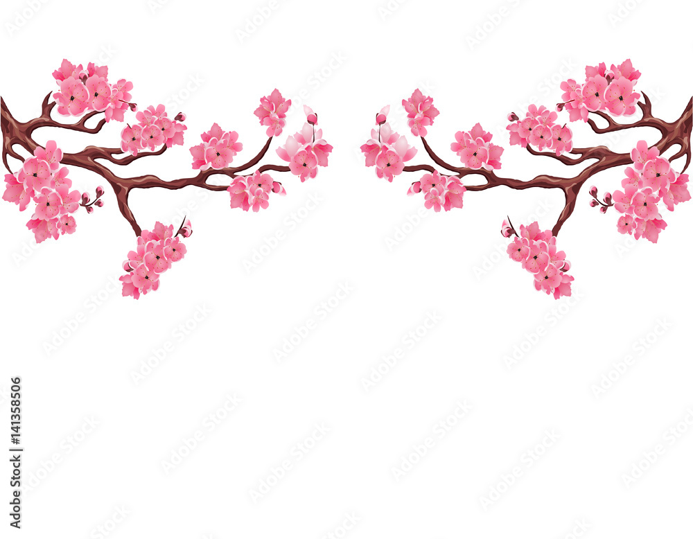 Two symmetrical branches with pink cherry blossoms. Sakura. Isolated on white background. illustration