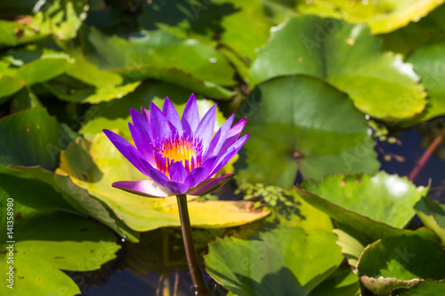 Purple lotus in a pond.