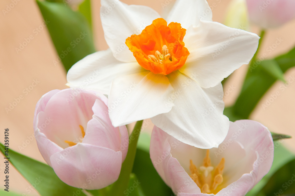 springtime floral bouquet of tulips flowers