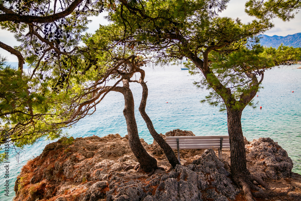 lonely bench under old pines in Brela lonely bench under old pines in Brela