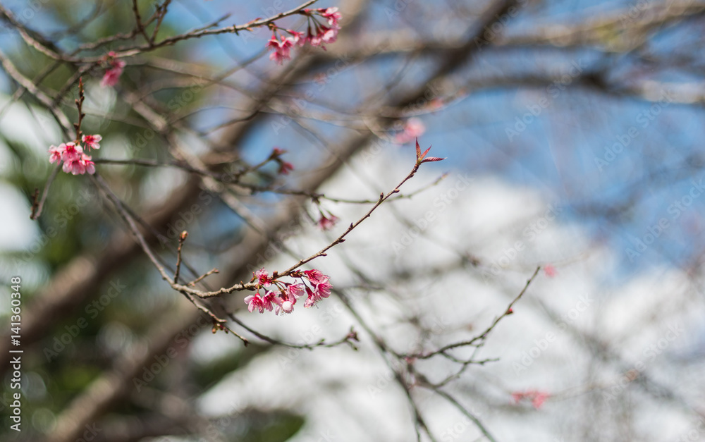 thai pink cherry blossom on branch thai pink cherry blossom on branch