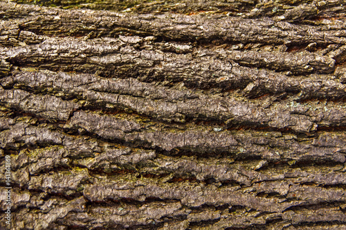 Texture bark pattern background