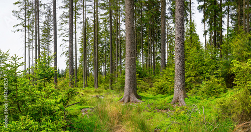 Fototapeta Naklejka Na Ścianę i Meble -  Typical forest in Brdy, location near Padrte lakes, Summer time