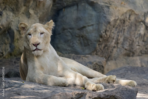 Image of a female lion on nature background. Wild Animals.