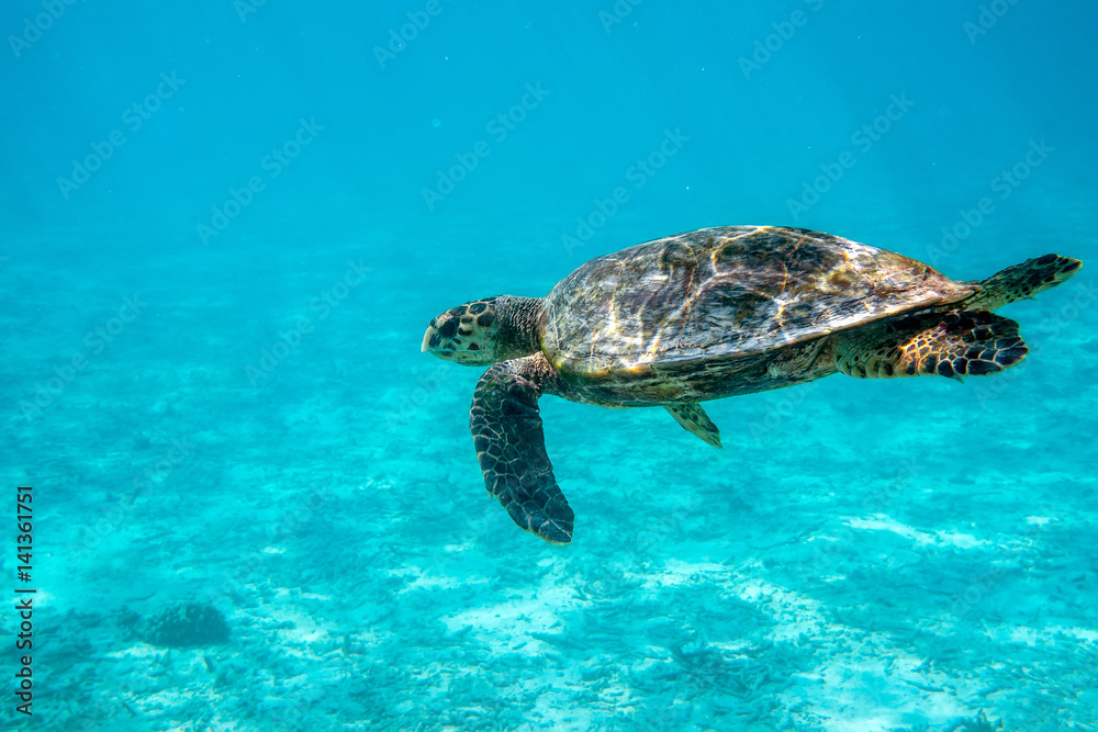 Obraz premium Big old turtle