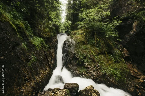 Obraz krajobraz dzikiej przyrody. Leśny strumień z bujną roślinnością w deszczowy dzień