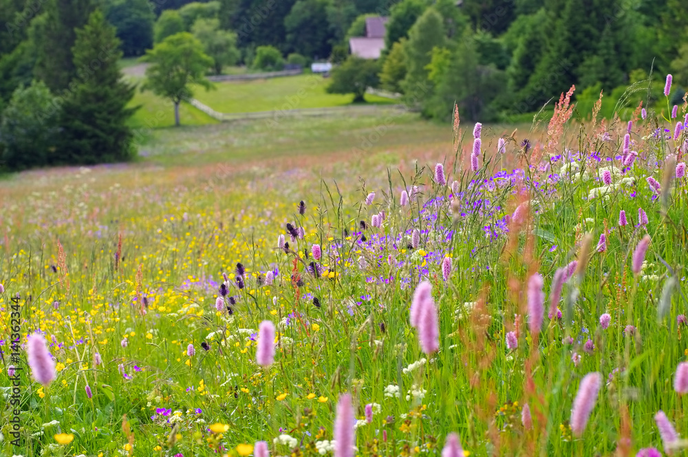 Bergwiesen - spring flower meadows in mountains