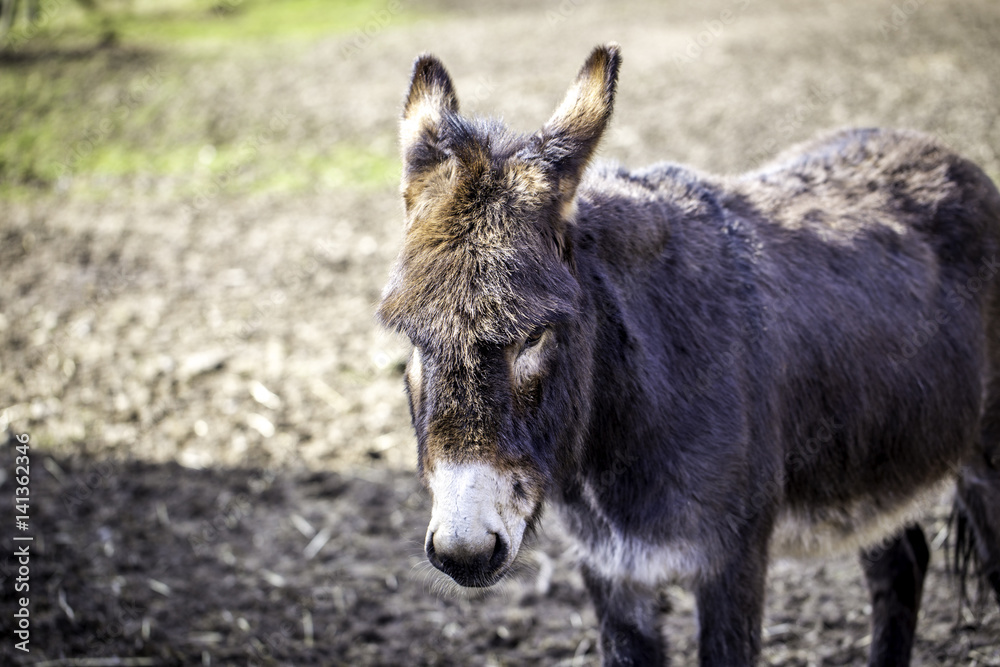 Fototapeta premium Esel im Sonnenschein