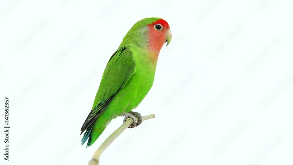 lovebirds on a white background lovebirds on a white background