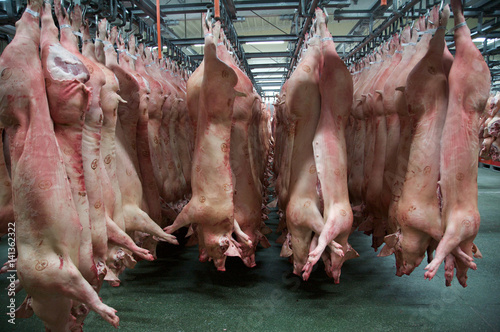 Slaughterhouse, Lagerung der ausgenommenen Tiere 