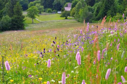 Bergwiesen - spring flower meadows in mountains