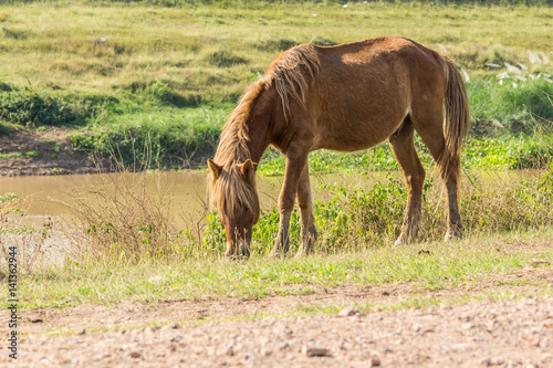 Brown horse eating grass