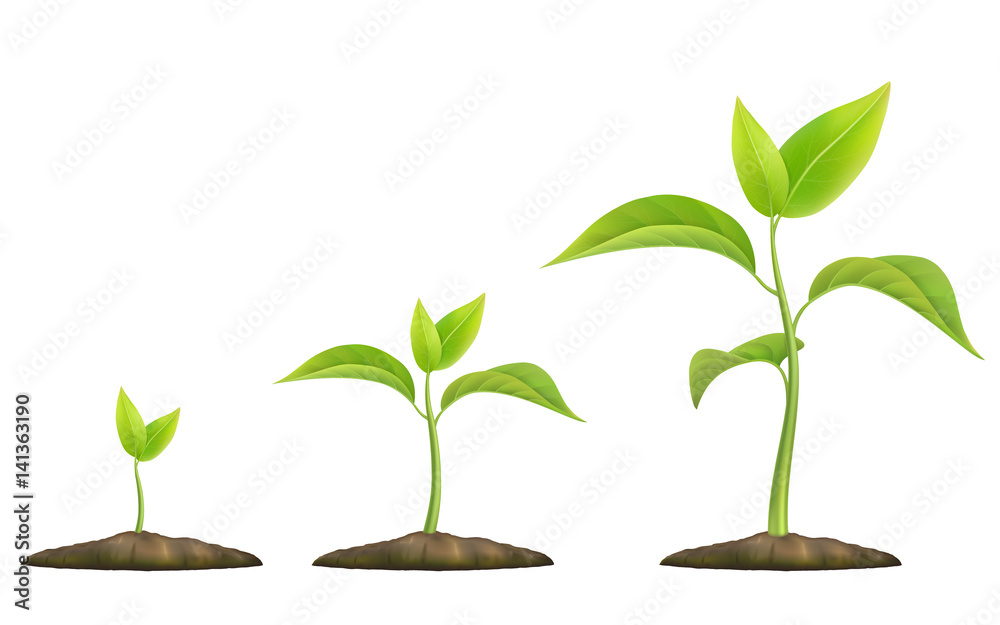 Stages of plant growth. Green sprout grows from the ground. Realistic vector illustration. It symbolizes life and development and ecology. - obrazy, fototapety, plakaty 