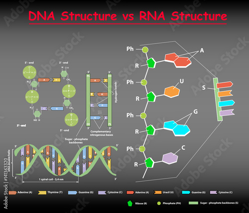  DNA structure vs RNA structure on black. Nucleotide, Phosphate, Sugar, and bases. education vector  info graphic.