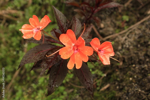 Orange flower