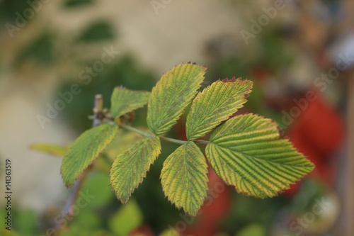 Blackberry leaves