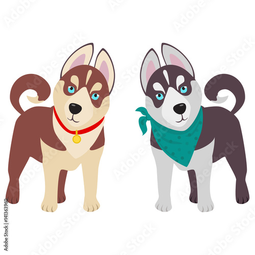 Domestic Siberian husky breed on the white background. Vector illustration